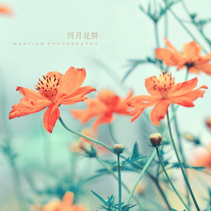 四月芳菲 广州百万葵园拾光记